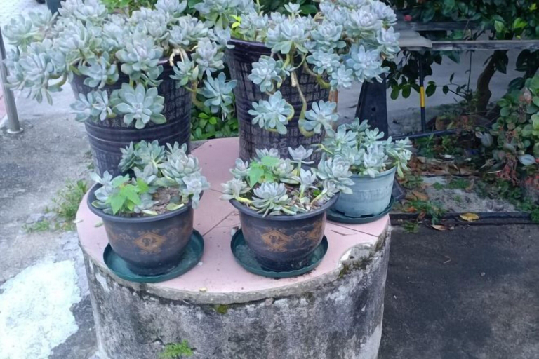 Others 5, Shihe Yuanfang Homestay, Shaoguan