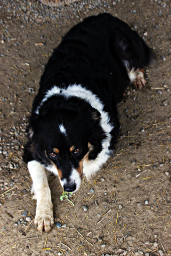 Others 4, Cowboys Guest Ranch, Pavia