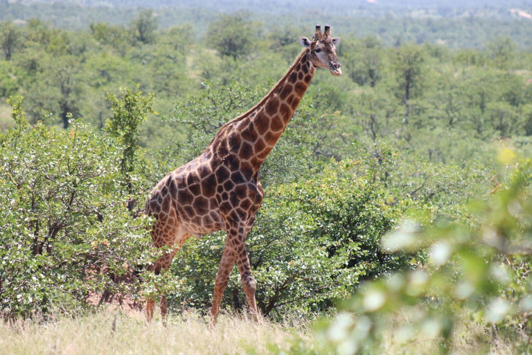 Others 3, African Rock Lodge, Mopani
