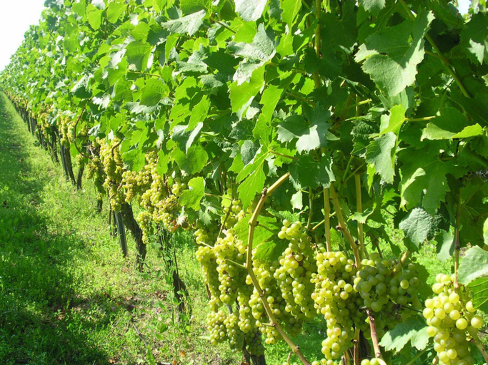 Others 5, Gastehof - Weinbau Sager, Kitzingen