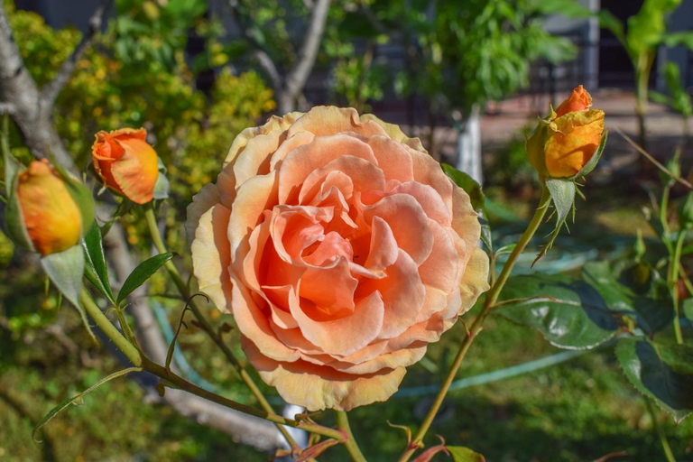 Garden 5, Rose Garden Apartments, Epirus