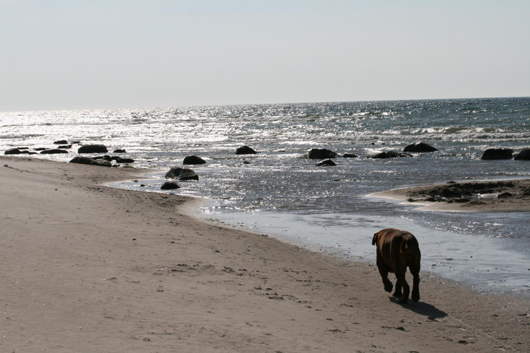 Others 5, CAMPER STELLPLATZ fur dein Camper oder WoMo DIREKT am STRAND, Vorpommern-Rügen