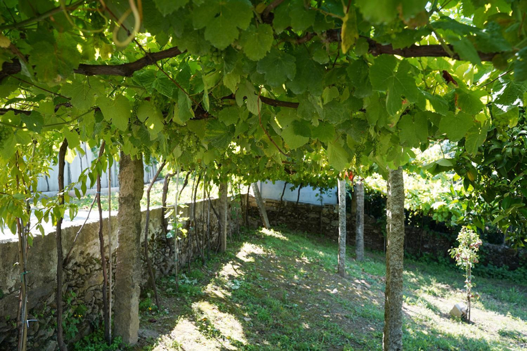 Others 5, Casa Do Tio Armenio, Ponte de Lima
