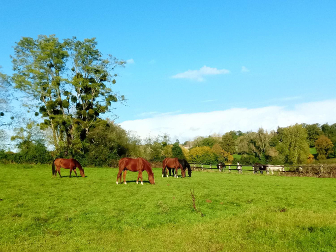 Others 5, Relais equestre du Miloir - chambres d'hotes, Calvados