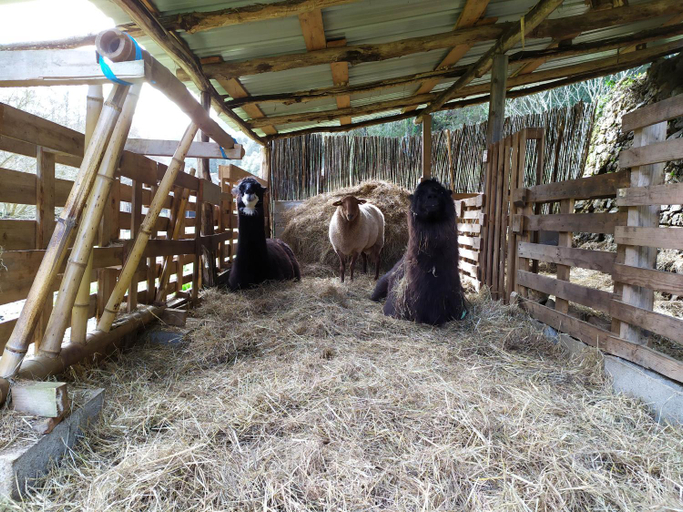 Others 4, Chambre Cevennes: Piscine, lamas, riviere, Gard
