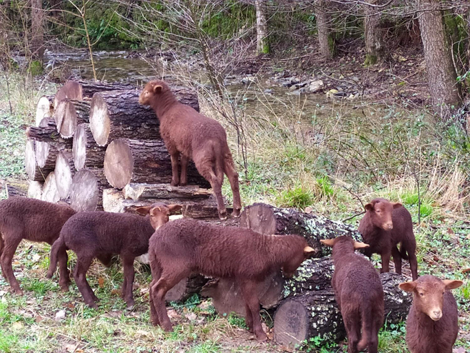 Others 5, Chambre Cevennes: Piscine, lamas, riviere, Gard