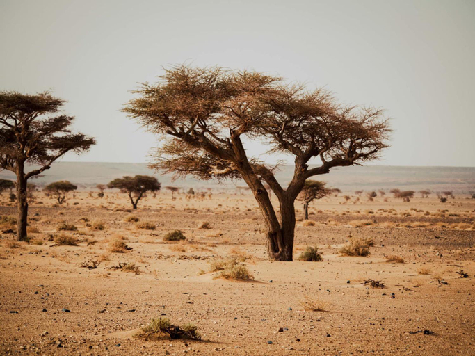 Others 5, Desert Camp in Zagora - Camel ride - Easy & Affordable Stays, Zagora
