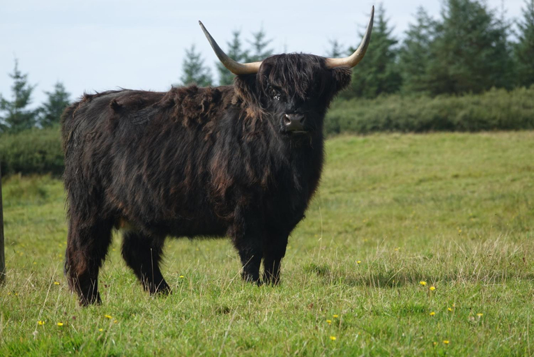Others 4, Loch Gorm House, Argyll and Bute