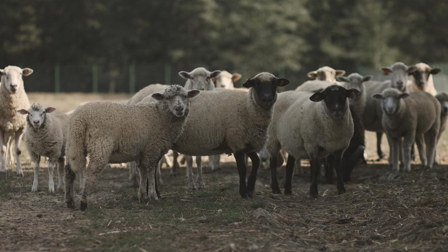 Others 5, Tatarska Zagroda - Agroturystyka Dolina Baryczy Noclegi - Domek Danielek, Milicz