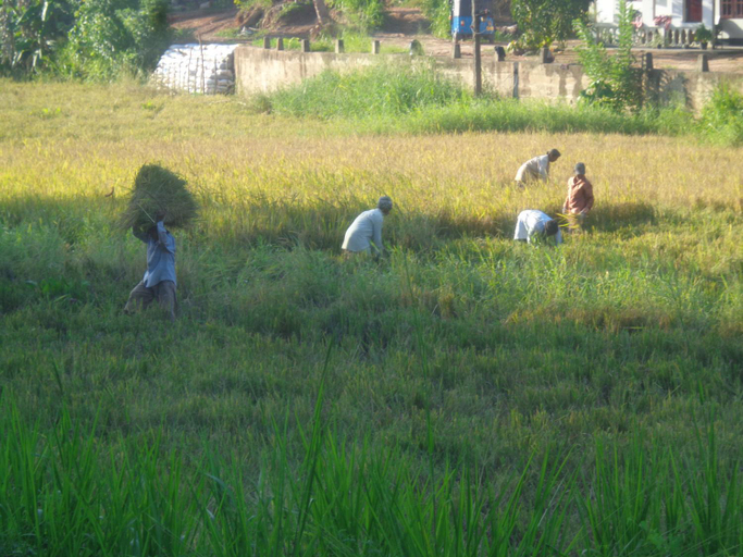 Others 4, Shadow Homestay, Weligama