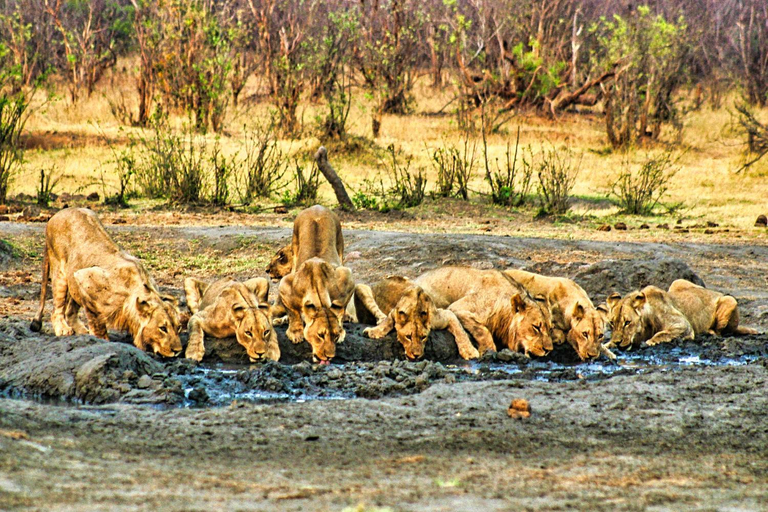 Surrounding environment 5, Zambezi Family Lodge - Elephant Room, Hwange