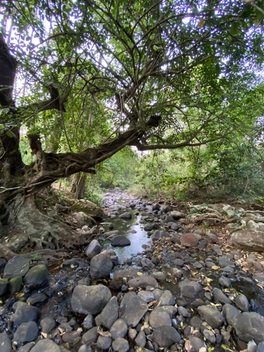 Others 2, FernHills Homestay, Kodagu