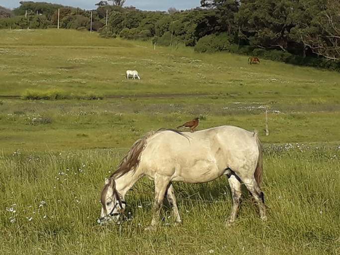 5, La Lucinda - Campo y mar, General Pueyrredón