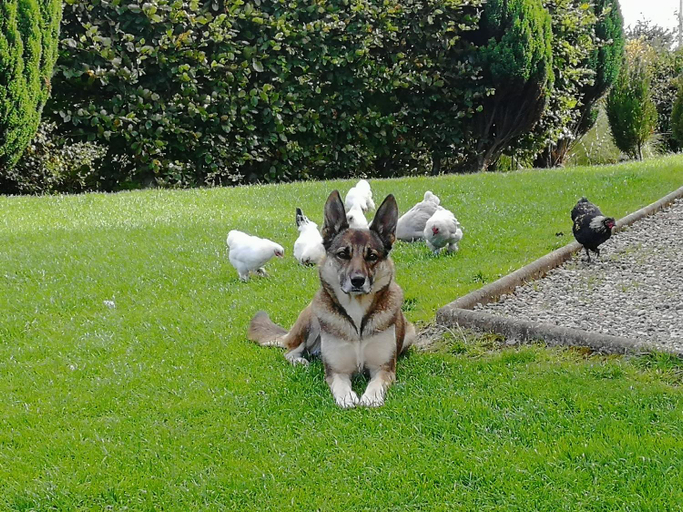 Others 5, Fox Heaven B&B, Mid and East Antrim