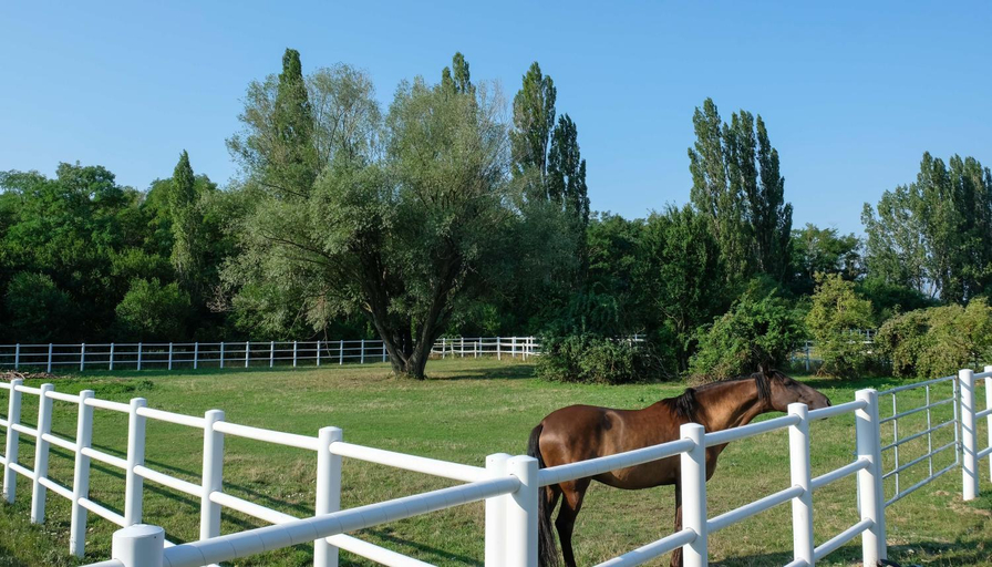 Others 3, Equiliber Reitsportzentrum Burgenland, Eisenstadt Umgebung