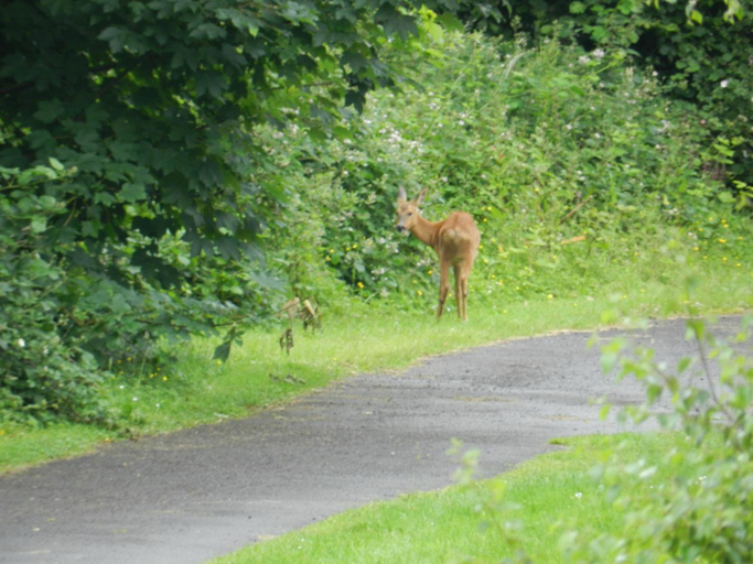 Garden 5, Greenways Valley Holiday Park, Devon