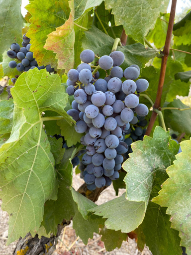 Food & Drinks 5, Agri Residence Verde Oliva, Ragusa