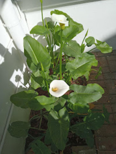 Others 4, Victorian Guest House, Mangaung
