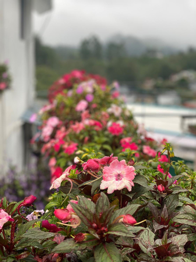 Others 2, Edelweiss Resort, Idukki
