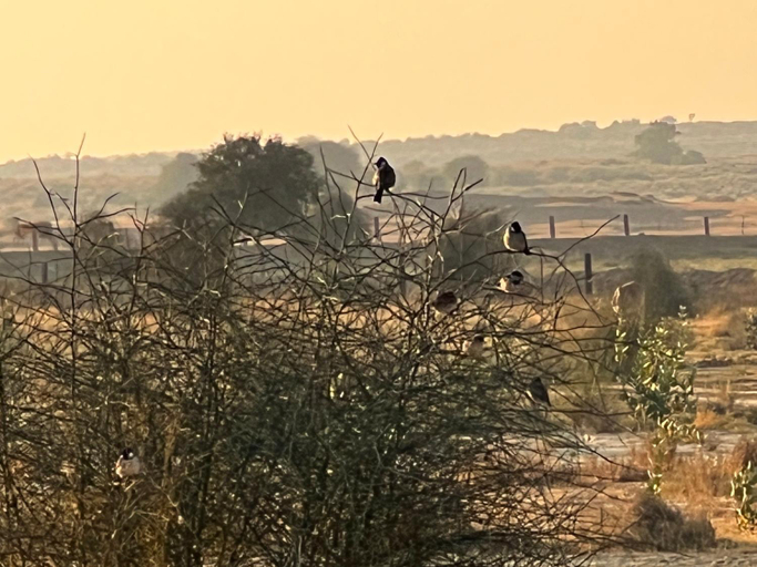 Others 5, Golden villa, Jaisalmer