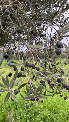 Others 4, Agri Residence Verde Oliva, Ragusa