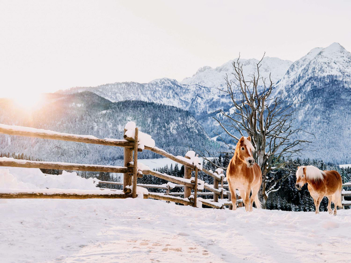 Others 2, TAUROA Winterstellgut, Hallein