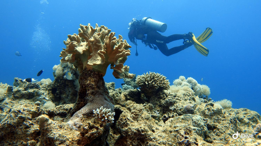 Others 5, Aqaba Pro Divers, Aqaba