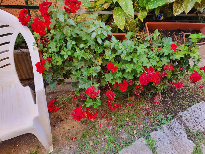 Exterior & Views 5, Open space con giardino vicino mare 010007-LT-0081, Genova