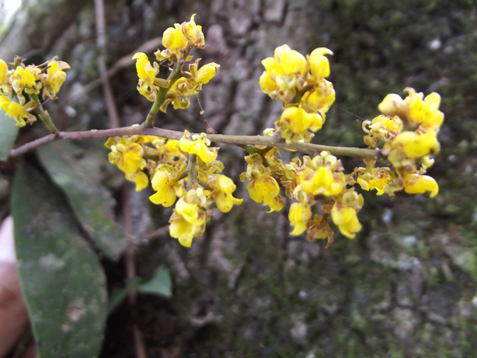 Others 3, Instituto Bugio Ruivo, Eldorado do Sul
