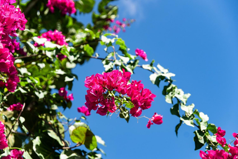 Others 4, Villa La Plumeria, Saint-François