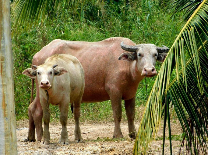 Others 4, Swiss Bonihouse Koh Yao Yai, Ko Yao District