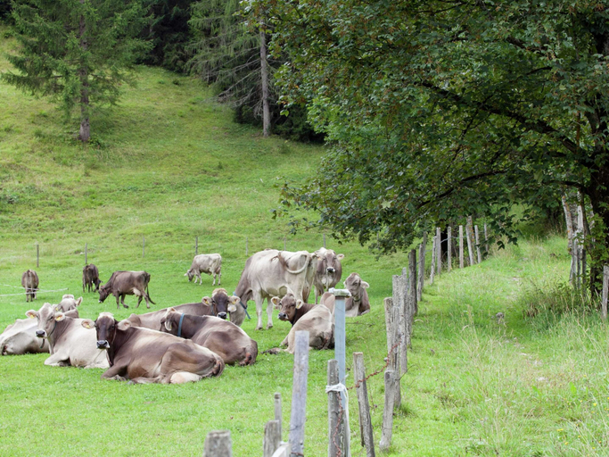Others 5, Apartment in Waidring Near Pillerseetal Ski Area, Kitzbühel