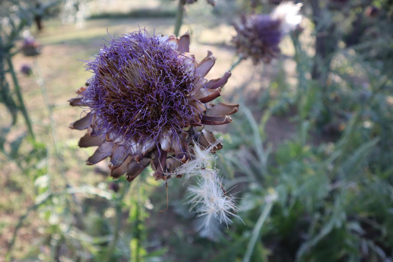 Others 5, Abbadia Wine Relais, Siena