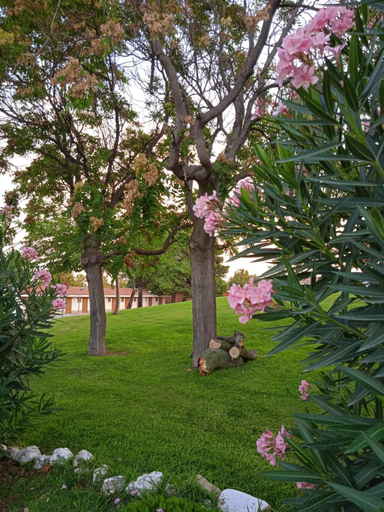 Garden 3, Bungalows Zaragoza Camping, Zaragoza