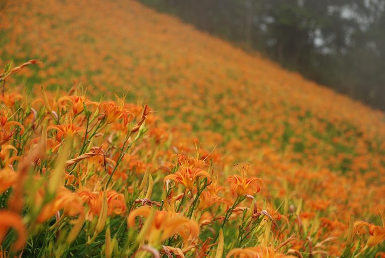 Others 5, Qingshan Homestay, Taitung
