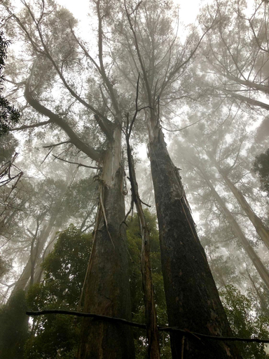 Others 4, Lochiel Luxury Accommodation, Yarra Ranges - Dandenongs