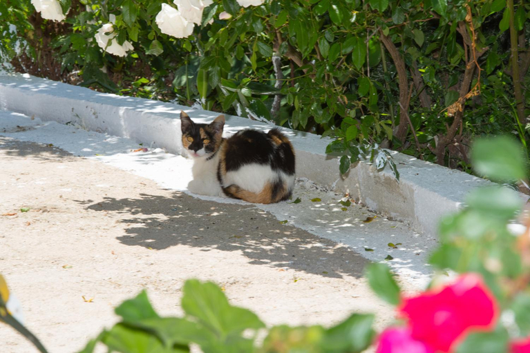 Others 2, Basil & Guest House, Ionian Islands