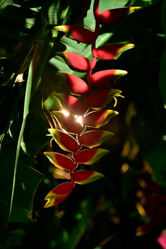 Food & Drinks 5, Banana Bank Lodge & Jungle Horseback Adventures