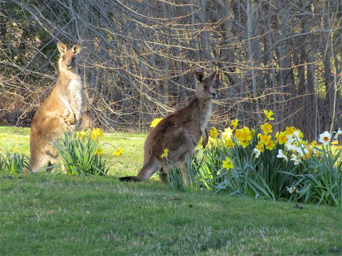 Others, Braeside Mount Macedon Country Retreat Bed and Breakfast, Macedon Ranges Bal