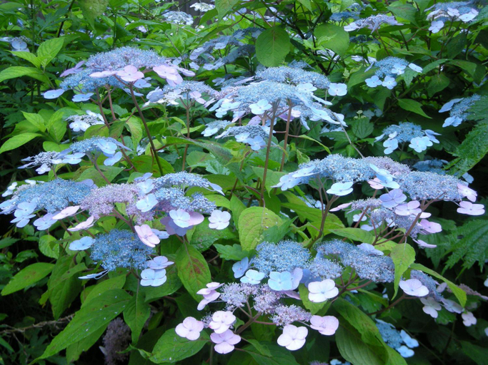 Others 4, Villa Komakusa, Hakuba