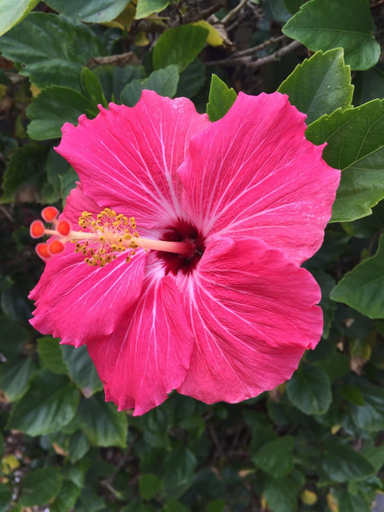 Others 4, Flamingo Inn, Sarasota