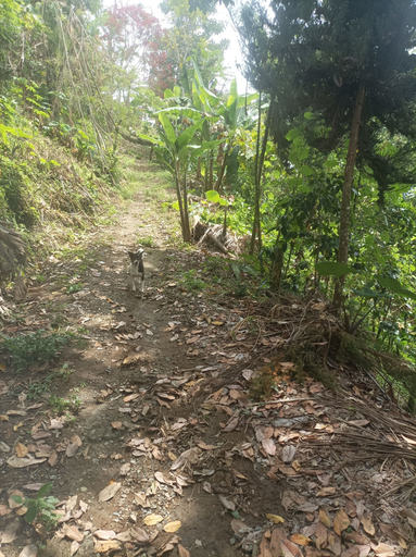 Others 5, Sandunga, Santuario