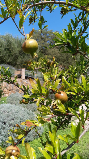 Others 4, B&B Il Giardino, Grosseto