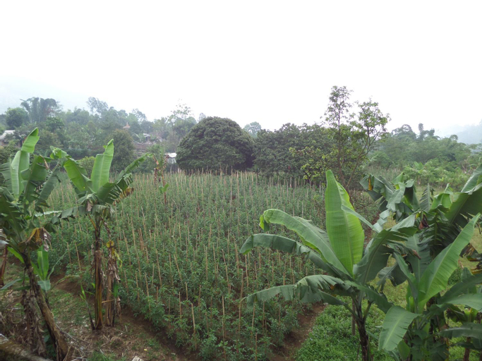 Exterior & Views 2, Km 31 Sujono Guesthouse, Probolinggo