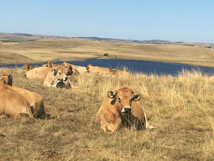 Others 3, AUX PORTES D'AUBRAC studio 2 personnes, Aveyron