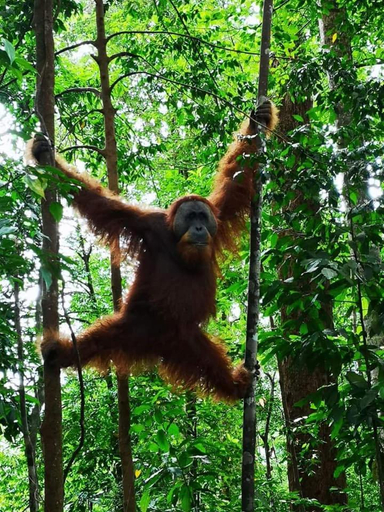 Others 5, Gino's Place - Guest House & Jungle Trekking, Langkat