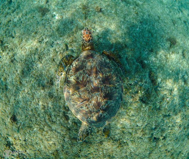 Others 5, Odyssey Divers Hostel, Pingtung
