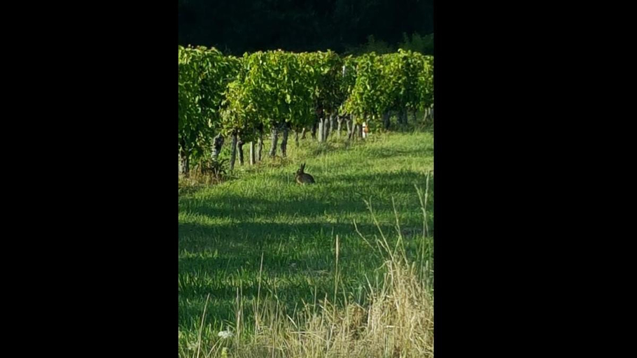 Others 2, chambre saint emilion - Le Clos d'Antan, Gironde