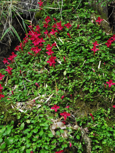 Others 4, Refugio Las Raices, Malleco