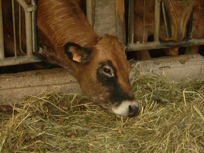 Others 3, Studio nature a la ferme, Lozère